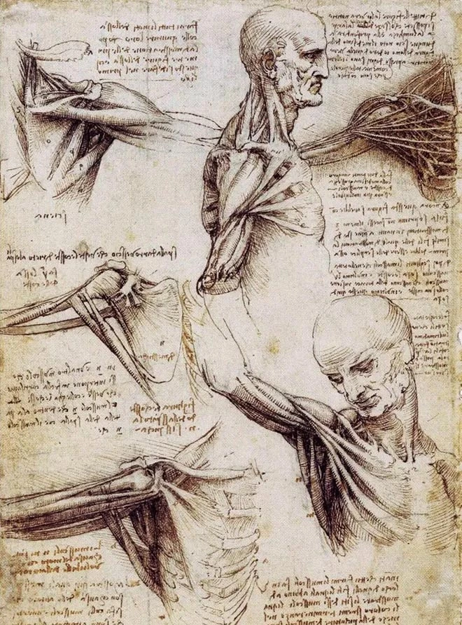 leonardo-da-vinci-anatomia-dibujo