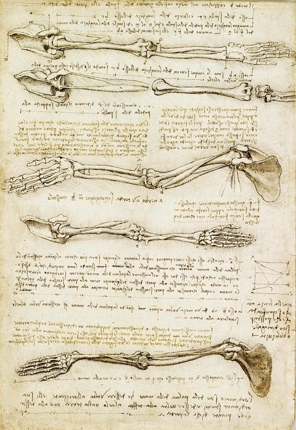 anatomia-huesos-brazo-leonardo-da-vinci