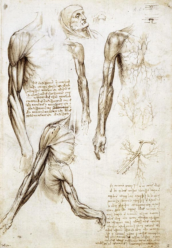 anatomia-leonardo-da-vinci-anciano-florencia