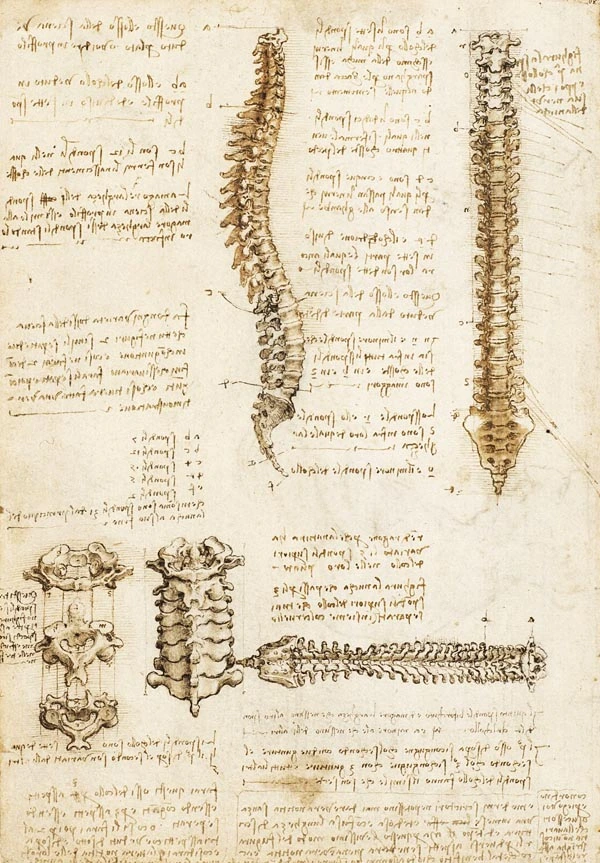 anatomia-leonardo-da-vinci-columna-vertebral