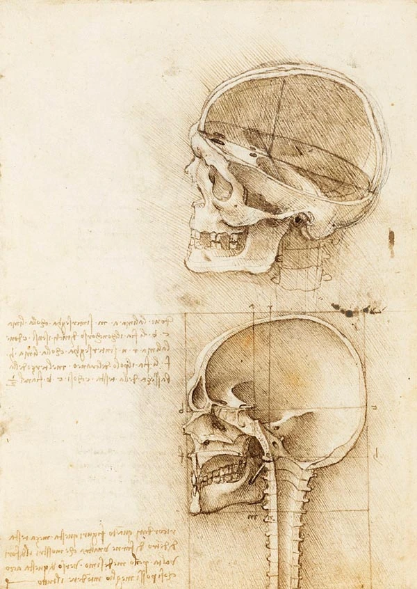 anatomia-leonardo-da-vinci-craneo