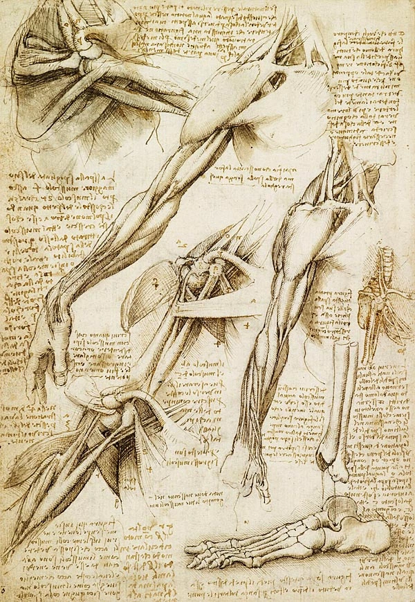 anatomia-leonardo-da-vinci-dibujo-demostracion-visual
