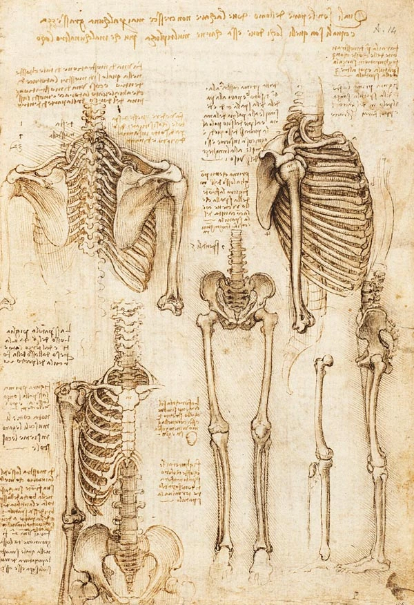 anatomia-leonardo-da-vinci-esqueleto