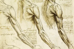 La anatomía de Leonardo da Vinci