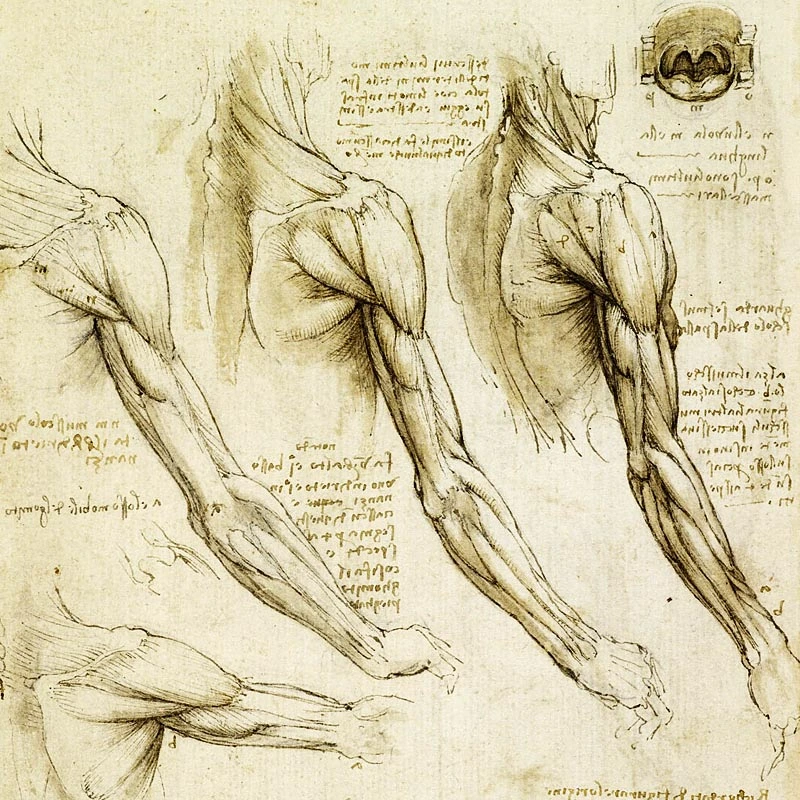 anatomia-leonardo-da-vinci-hombro-cuello-musculos
