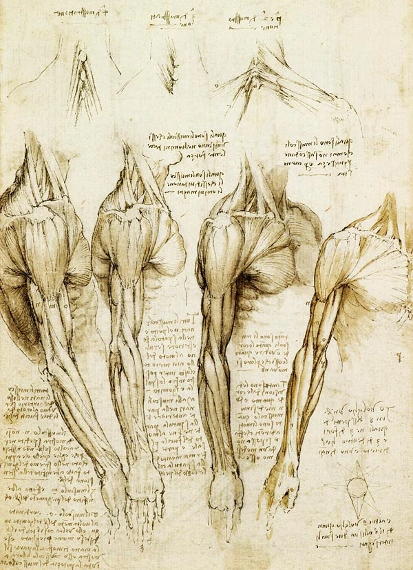 anatomia-leonardo-da-vinci-musculos-brazo-hombro-cuello