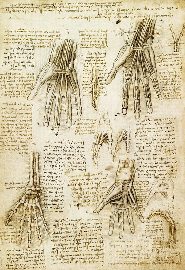 anatomia-mano-leonardo-da-vinci