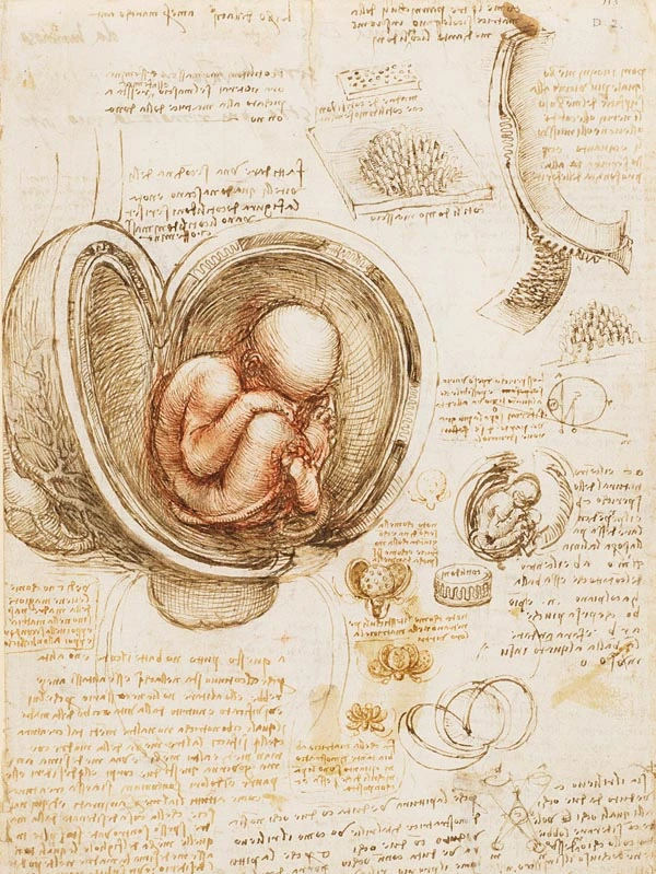feto-anatomia-leonardo-da-vinci