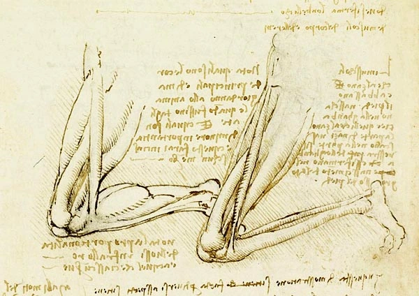 rodilla-pierna-anatomia-leonardo-da-vinci