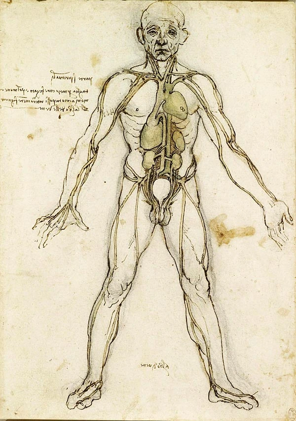 sistema-vascular-anatomia-leonardo-da-vinci