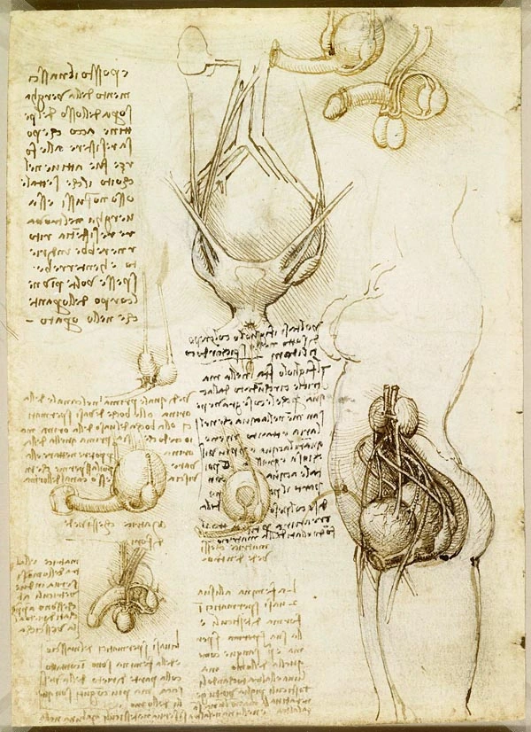 dibujos-anatomicos-pene-leonardo-da-vinci