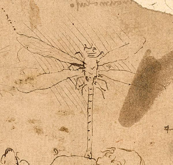 detalle-dibujo-libelula-manuscrito-ashburnham18v